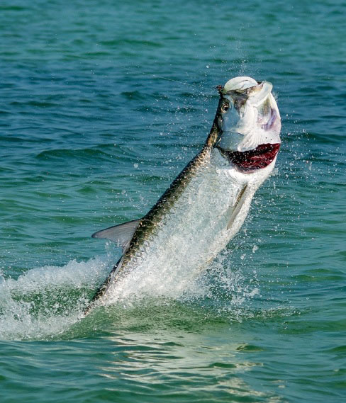 A tarpon breaches the water on a lower keys fishing charter with Hot Water Charters