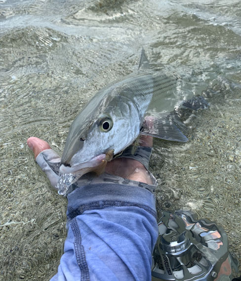 An angler touches a bonefish that was just caught on a hot water charter in the lower florida keys. 