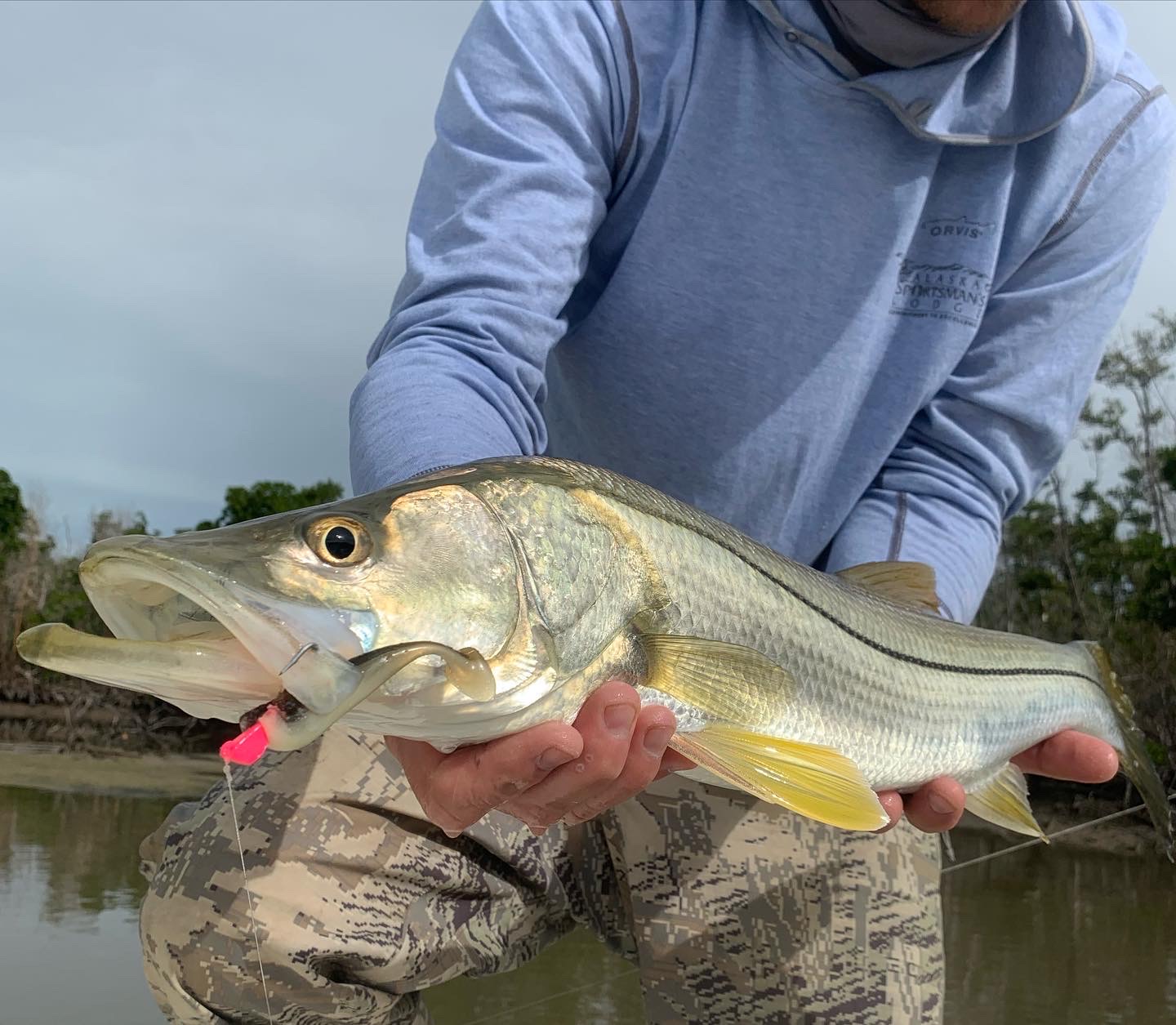 Snook