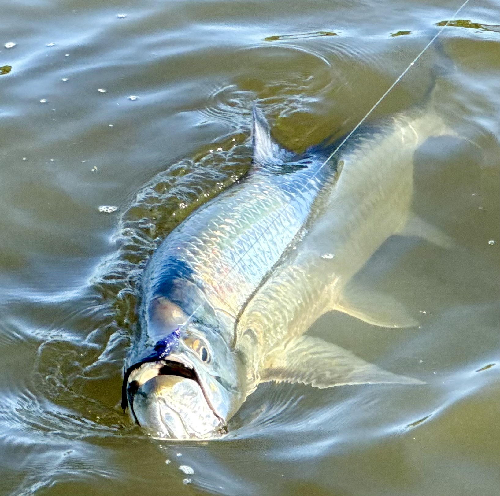 An image of a fisherman with a redfish on a full day Hot Water Fishing Charter